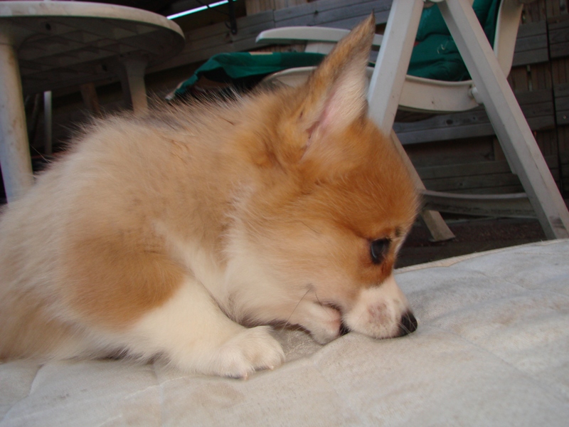 Puppies